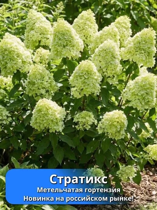 Гортензия метельчатая Blumulus Statix