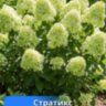 Гортензия метельчатая Blumulus Statix